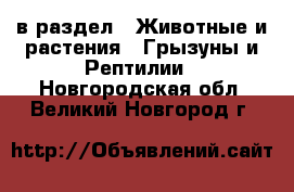  в раздел : Животные и растения » Грызуны и Рептилии . Новгородская обл.,Великий Новгород г.